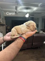 Carol (White), a female Golden Retriever for sale in Saint Augustine, FL – Photo 3 of 4