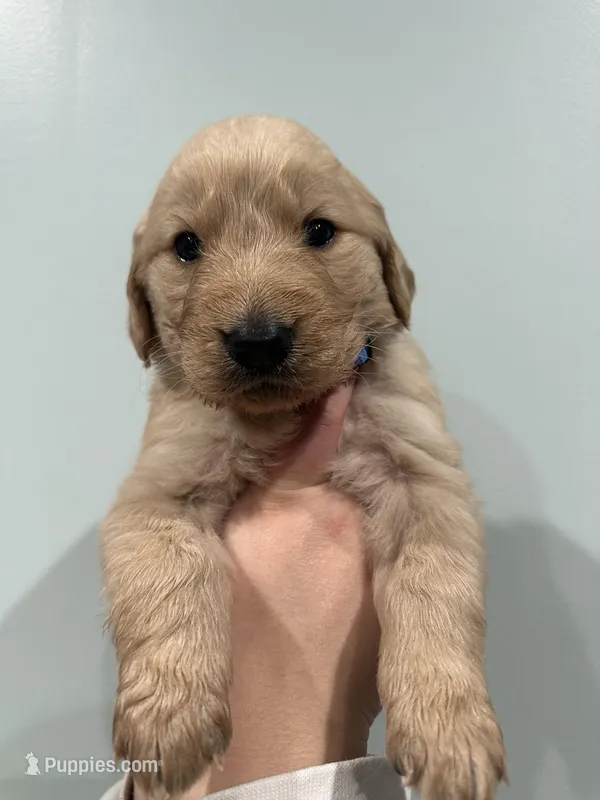 Steve (Blue) AKC, a male Golden Retriever for sale in Atlanta, GA – Photo 1 of 7
