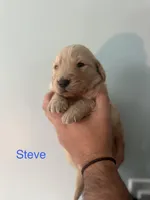 Steve (Blue), a male Golden Retriever for sale in Saint Augustine, FL – Photo 1 of 4