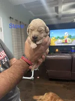 Steve (Blue), a male Golden Retriever for sale in Saint Augustine, FL – Photo 2 of 4