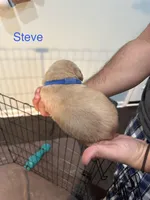 Steve (Blue), a male Golden Retriever for sale in Saint Augustine, FL – Photo 3 of 4