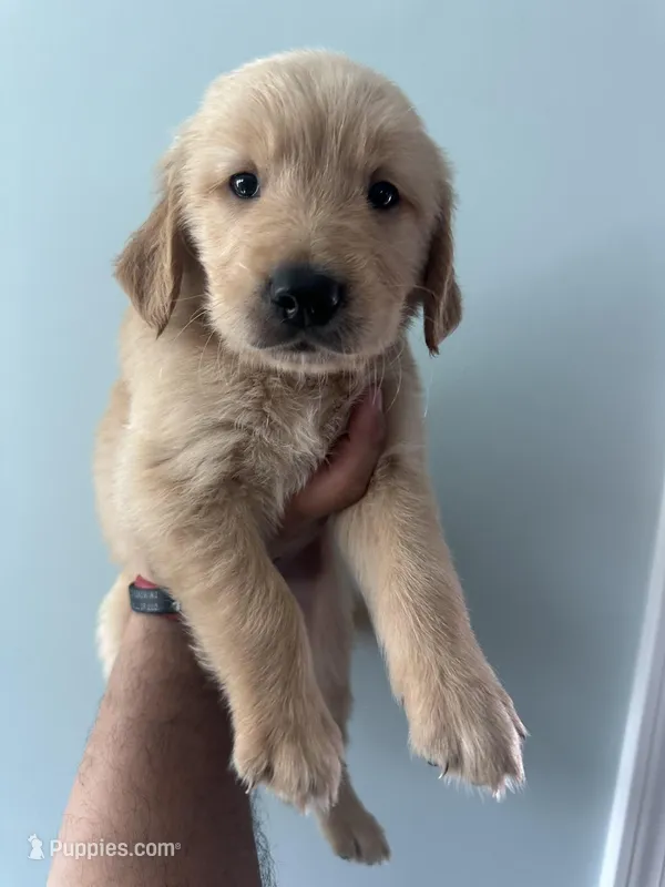 Black (AKC) – Golden Retriever puppy on hold in Atlanta, GA