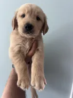 Black (AKC), a male Golden Retriever for sale in Atlanta, GA – Photo 2 of 2