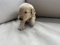 Green Collar (Male) AKC, a male Golden Retriever for sale in Jacksonville, FL – 4 of 6