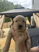 Purple Collar (Female) AKC, a female Golden Retriever for sale in Jacksonville, FL – 3 of 5