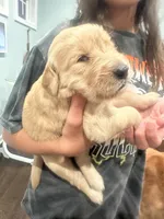 Purple Collar (Female) AKC, a  Golden Retriever for sale in Tampa, FL – 2 of 3