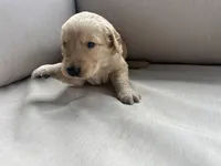 Green Collar (Male) AKC, a male Golden Retriever for sale in Jacksonville, FL – 2 of 6