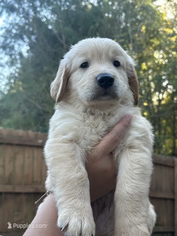 Blue Collar (Male) AKC – Golden Retriever puppy for sale in Jacksonville, FL