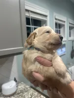 Blue Collar (Male) AKC, a  Golden Retriever for sale in Tampa, FL – 3 of 3