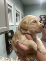 Red Collar (Male) AKC, a  Golden Retriever for sale in Tampa, FL – 3 of 3
