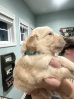 Blue Collar (Male) AKC, a  Golden Retriever for sale in Tampa, FL – 2 of 3