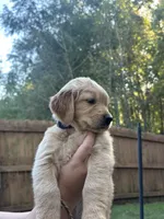 (Female) AKC, a female Golden Retriever for sale in Jacksonville, FL – 3 of 6
