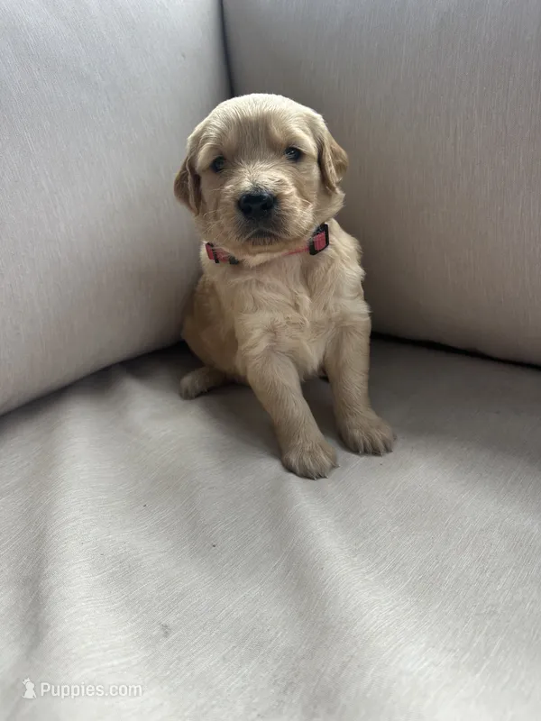 Pink Collar (Female) AKC – Golden Retriever puppy for sale in Tampa, FL