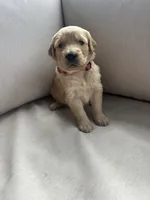 Pink Collar (Female) AKC, a female Golden Retriever for sale in Jacksonville, FL – 2 of 4