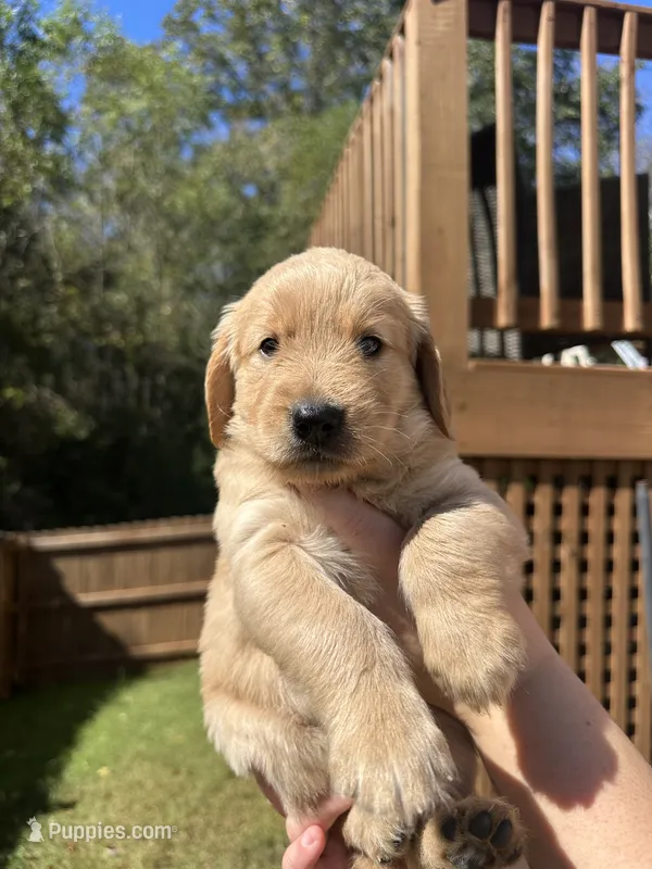 Purple Collar (Female) AKC – Golden Retriever puppy for sale in Jacksonville, FL