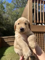 Purple Collar (Female) AKC, a female Golden Retriever for sale in Jacksonville, FL – 1 of 5