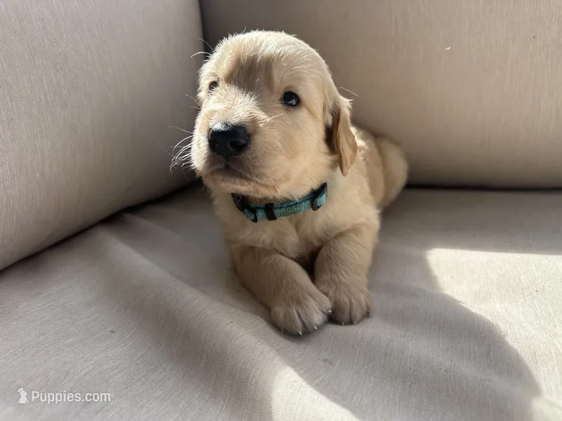 Blue Collar (Male) AKC – Golden Retriever puppy for sale in Tampa, FL