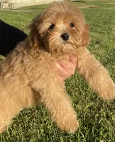 Beautiful CavaPoo 🐻, a male Cavapoo and Poodle - Toy  for sale in Rancho Cucamonga, CA – 1 of 1