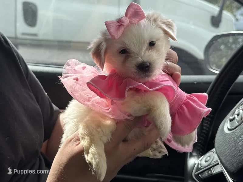 Female MaltipooMix 🐶🩷 – Maltipoo, Maltese puppy for sale in Los Angeles, CA