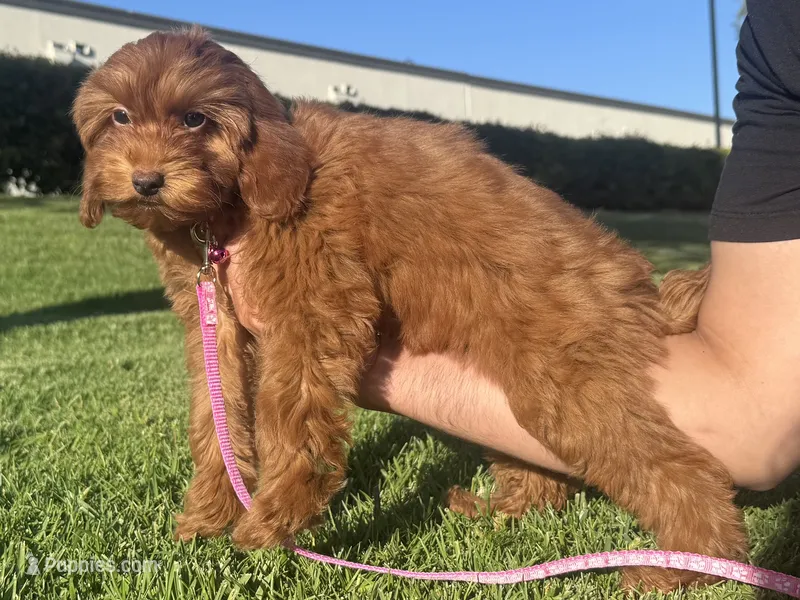 Female Goldendoodle  – Goldendoodle, Miniature Goldendoodle puppy for sale in Rancho Cucamonga, CA