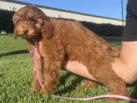 Female Goldendoodle , a female Goldendoodle and Miniature Goldendoodle for sale in Rancho Cucamonga, CA – 1 of 1