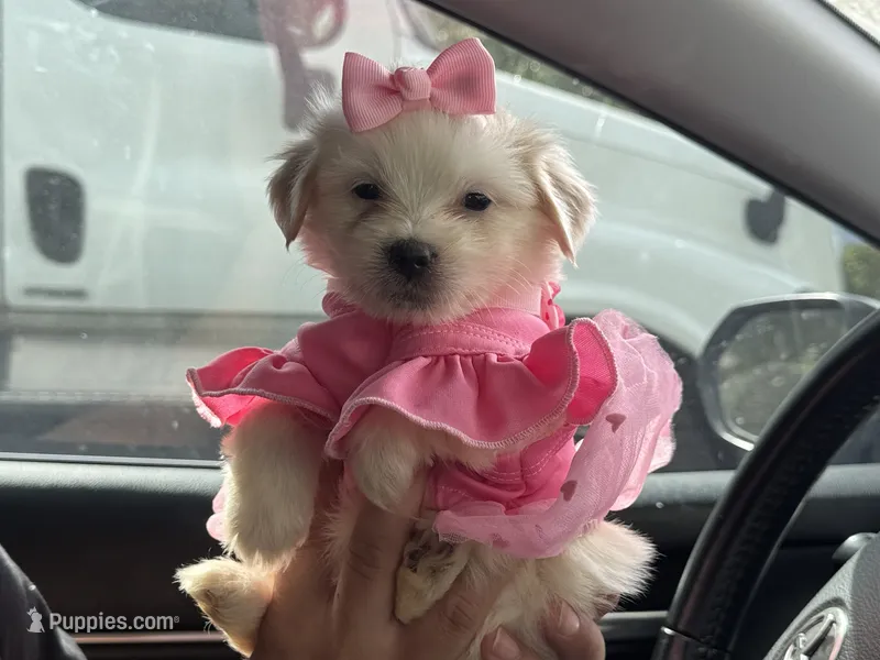Cute Maltipoo 💗 – Maltipoo, Maltese puppy for sale in Los Angeles, CA