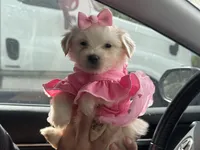 Cute Maltipoo 💗, a female Maltipoo and Maltese for sale in Los Angeles, CA – 1 of 1