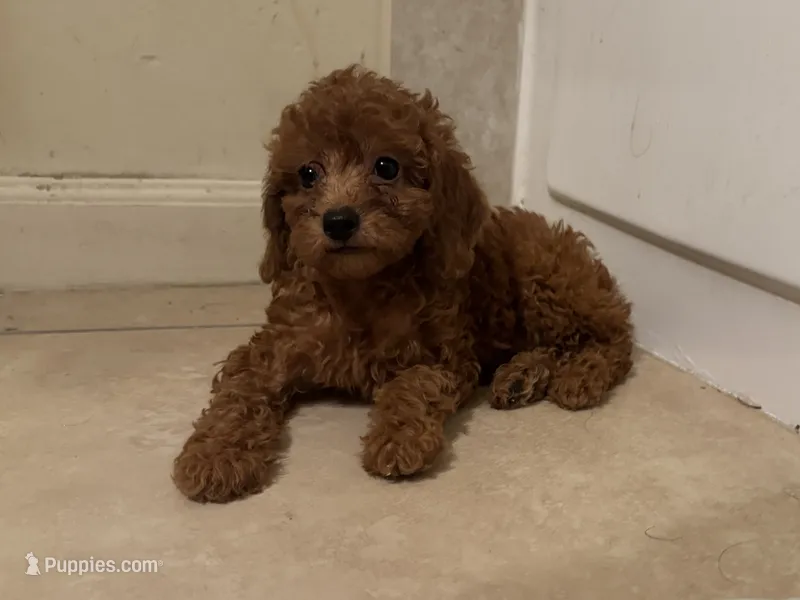 RED Toy Poodle ♥️ – Poodle - Toy , Poodle - Miniature  puppy for sale in Los Angeles, CA