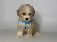 PERFECT Maltipoo 💙, a male Maltipoo and Poodle - Toy  for sale in Rancho Cucamonga, CA – 1 of 1