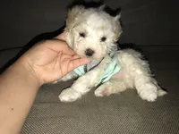 TINY Malte-Poo 💙🐾, a male Maltipoo and Maltese for sale in Los Angeles, CA – 1 of 1