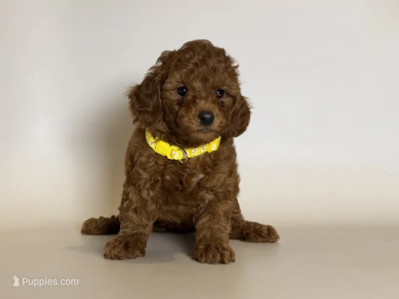 Purebred Toy Poodle – Poodle - Toy  puppy for sale in Rancho Cucamonga, CA
