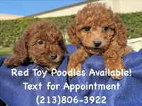 Beautiful TOY Poodle 🧸 , a female Poodle - Toy  for sale in Los Angeles, CA – 2 of 2