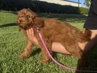 TINY Doodle 🤎, a female Goldendoodle and Miniature Goldendoodle for sale in Rancho Cucamonga, CA – 1 of 1