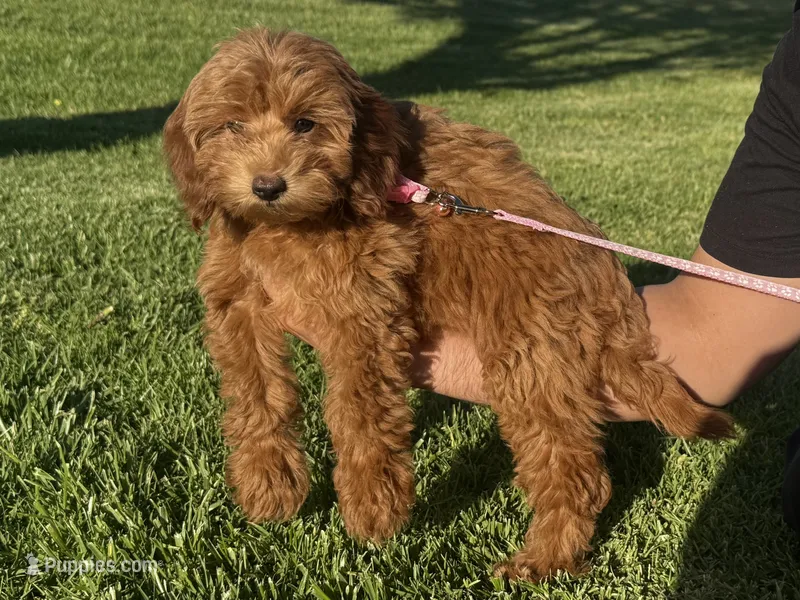 Female Doodle – Miniature Goldendoodle puppy for sale in Rancho Cucamonga, CA