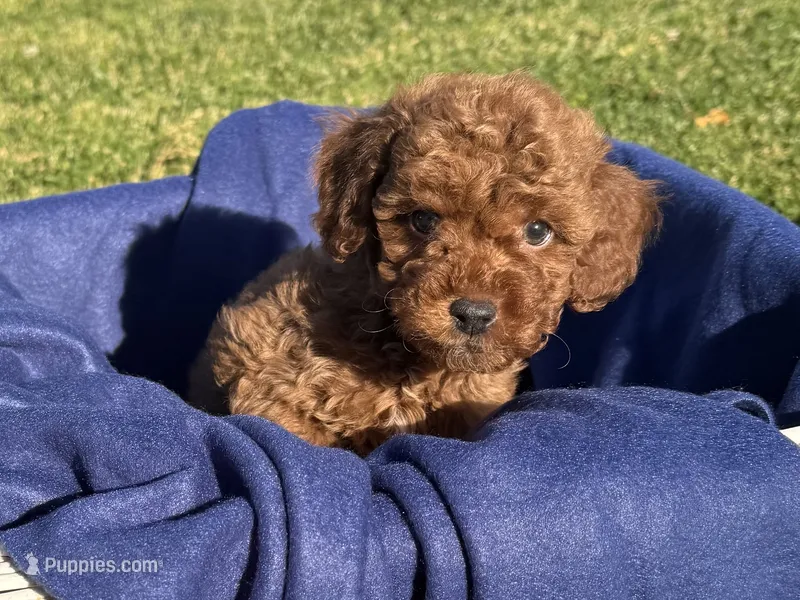 Male ToyPoodle 🐩 – Poodle - Toy  puppy for sale in Los Angeles, CA