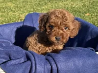 Male ToyPoodle 🐩, a female Poodle - Toy  for sale in Los Angeles, CA – 1 of 2