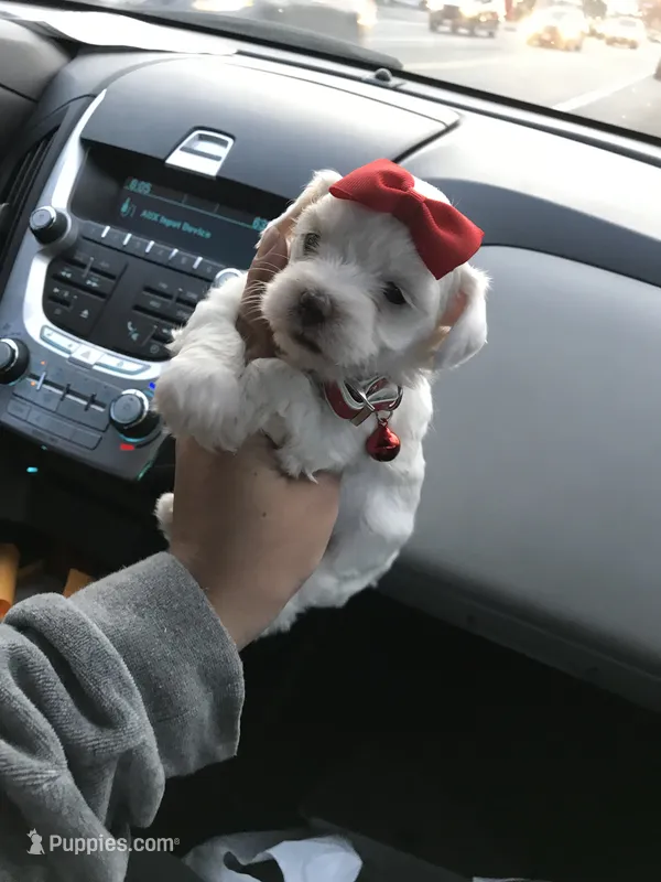 💕Female Maltese/Poodle Mix 💕 – Maltipoo, Maltese puppy for sale in Los Angeles, CA