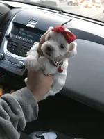 💕Female Maltese/Poodle Mix 💕, a female Maltipoo and Maltese for sale in Los Angeles, CA – 1 of 2