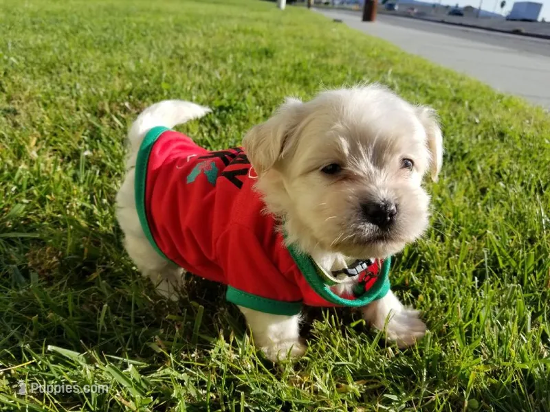 Beautiful Malti-Poo 😍 – Maltipoo, Maltese puppy for sale in Los Angeles, CA