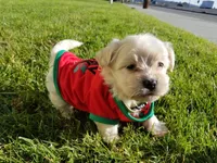 Beautiful Malti-Poo 😍, a male Maltipoo and Maltese for sale in Los Angeles, CA – 1 of 1