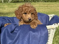 ❤️Female RED TOY Poodle ❤️, a female Poodle - Toy  for sale in Los Angeles, CA – 1 of 2