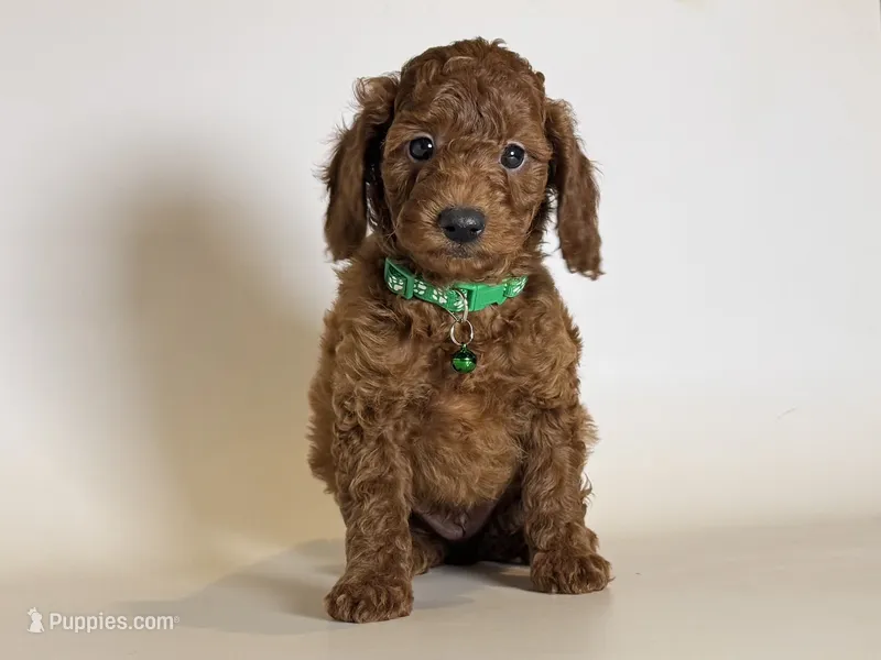 Pure RED Poodle – Poodle - Toy  puppy for sale in Rancho Cucamonga, CA