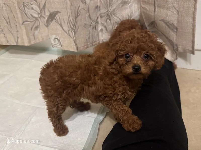 TINY TeddyBear  – Poodle - Toy , Poodle - Miniature  puppy for sale in Los Angeles, CA
