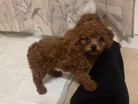 TINY TeddyBear , a female Poodle - Toy  and Poodle - Miniature  for sale in Los Angeles, CA – 1 of 1