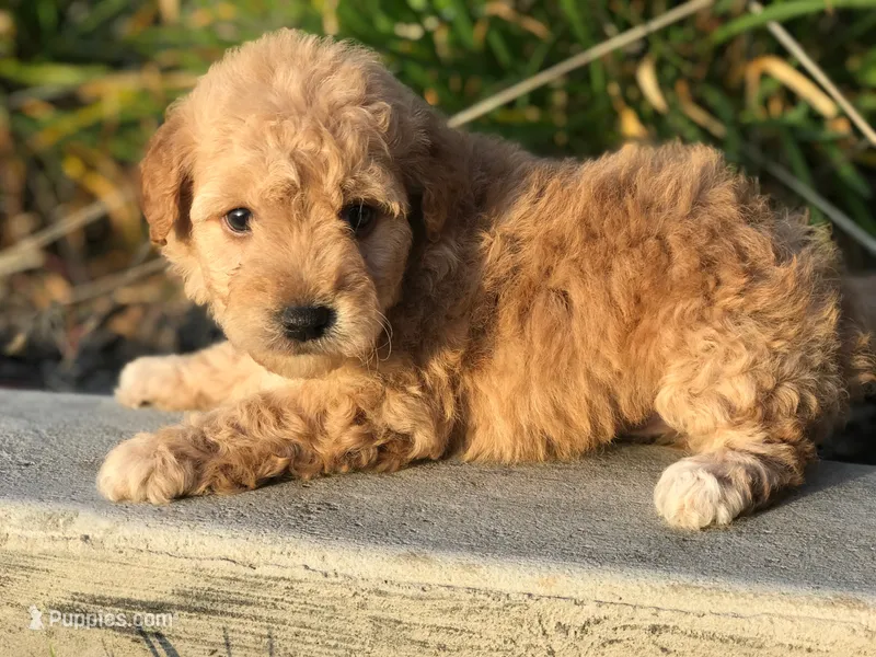 TeddyFace Maltipoo-Poodle 🐻 – Maltipoo, Poodle - Toy  puppy for sale in Los Angeles, CA