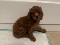 MINI Toy Poodle 🧸, a male Poodle - Toy  and Poodle - Miniature  for sale in Los Angeles, CA – 1 of 2