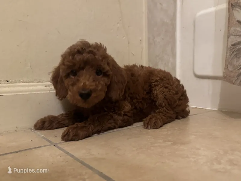 Teddy Face Poodle 🐻 – Poodle - Toy , Poodle - Miniature  puppy for sale in Los Angeles, CA