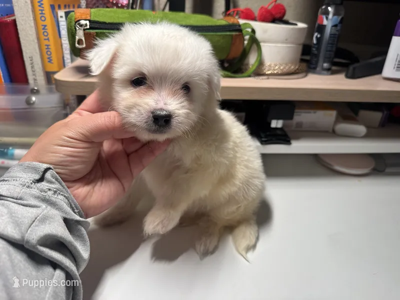 💕Female Maltese/Poodle Mix 💕 – Maltipoo, Maltese puppy for sale in Los Angeles, CA