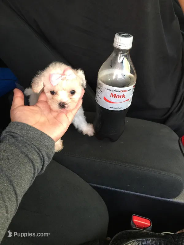 TINY Maltipoo 🐾 – Maltipoo, Poodle - Toy  puppy for sale in Los Angeles, CA