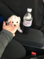 TINY Maltipoo 🐾, a female Maltipoo and Poodle - Toy  for sale in Los Angeles, CA – 1 of 1